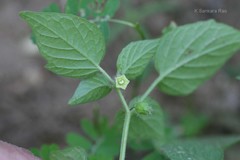 Physalis micrantha